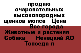 продаю очаровательных высокопородных щенков мопса › Цена ­ 20 000 - Все города Животные и растения » Собаки   . Ненецкий АО,Топседа п.